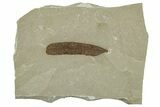 Fossil Leaf (Caesalpinia) - Green River Formation, Utah #331916-1